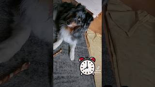 Ich bin wach #sheltie #teddy #dog #hund #dogshorts #doglover #wach #morning #wecker #aufwachen #day