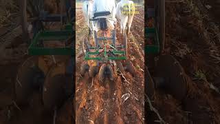 AGNICART Disc Plow #agnicart #agnicartdiscplow #kangayambull #bullockcart #bullockploughing