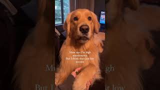 Pffft me? High maintenance? #dog #petcare #puppy #ytshorts #pets#viralshort