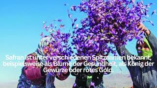 Iranische Safranernte - einzigartige Gelegenheit für den Agrotourismus