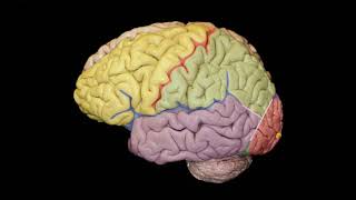 Neuroanatomía. Estructuras a identificar: giros y surcos.