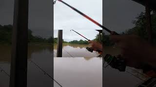 seperti tarikan monster || mancing udang galah