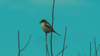 Woodchat shrike, Isles of Scilly