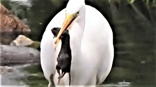 ダイサギ、野ネズミを２匹も捕食する！　　セグロセキレイ　ホオジロ　ツグミ　ダイサギ　The Great egret eats Japanese grass voles