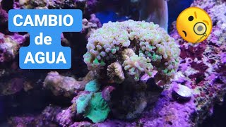 CAMBIO de AGUA de mi ACUARIO MARINO | CAPTURA de PLANARIA blanca ENORME!!