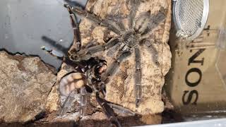 P irminia pairing 2