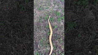 A little enrichment #snakes #ballpython #reptiles #beautifulday #enrichment #trending #music #pets