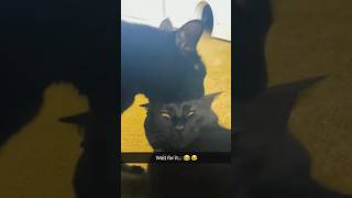 🐱 Funny and cute cat video