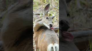 Wild animals caught on camera #wildlife #animals #moose #deer #cougars #shorts