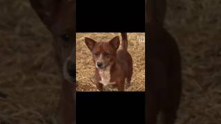 dog crying after separation from cow that she raised #shorts