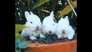 Three little cute bunnies playing in a pot