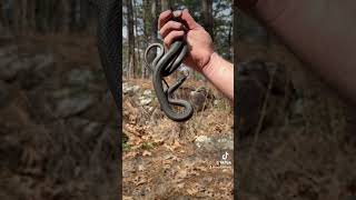 #creepycrawly #snake #shorts Southern Black Racer in Oklahoma