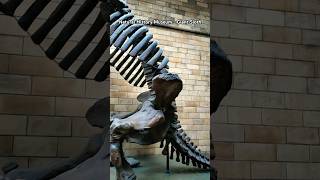 Giant Ground Sloth skeleton - London Museums UK 🇬🇧