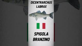 LABRAX in different languages #short #robalo #lubina #spigola