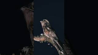 Common potoo 😱 #birds #shorts #short #animals #shortvideo #explore