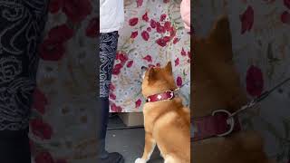 Купіть ковбаску #doglover