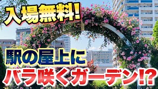 【入場無料！】元町・中華街駅の屋上にバラが咲き誇るガーデン！？アメリカ山公園【はなみるスポット横浜】【ガーデニング】