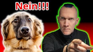 So lernt Dein Hund Dich ernst zu nehmen!