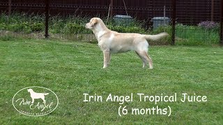 Irin Angel Tropical Juice - girl puppy 6 months