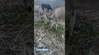 burros comiendo