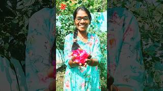 Beautiful Roses & Rose 🌹 Plant#oldsong #rose #explore #beautiful #gulab #latamangeshkar #sweetvoice