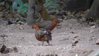 Ferruginous Partridge