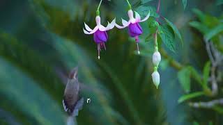 Beija flor Rabo branco de garganta rajada se alimentando de flor Brinco de Princesa