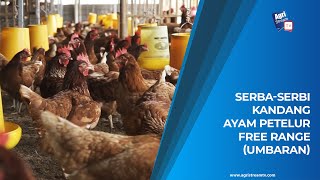 AgriTips: Kandang ntuk Ayam Petelur Free Range (Umbaran)