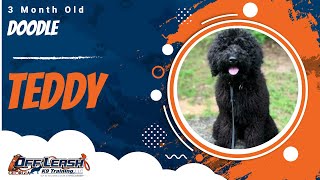 Teddy | 3 Month Old Doodle | 1 Week Puppy Board & Train | Off Leash K9 Training, Georgia