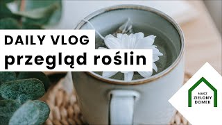 Przegląd roślin 🌱 | Zrolowane liście 🤔| Od czego zacząć rozmnażanie roślin doniczkowych | DAILY VLOG