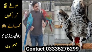 Parrots For Sale | Rawalpindi Birds Market | Birds For Sale in Rawalpindi | RAW Parrots