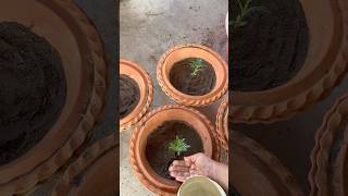 ইনকা গাঁদার সম্পূর্ণ যত্ন |Marigold Flower Care #shorts #youtubeshorts #minivlog #garden #flowers