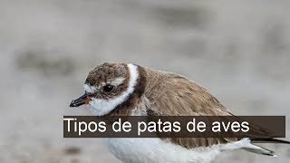 Descubra os Diferentes Tipos de Patas de Aves e Suas Funções Fascinantes!