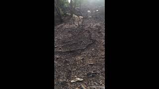 CAMINANDO  hacia el rió ( Tomatlan Jalisco México  )