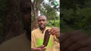 TOP 5 BENEFITS OF AIDAN FRUIT (PRƐKESƐ)