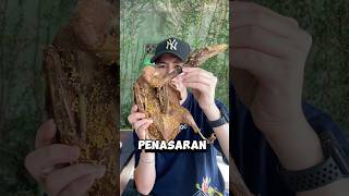 DAGING BEBEK VS AYAM PILIH YANG MANA ⁉️ #kulinerjason #food #makananunik #shorts