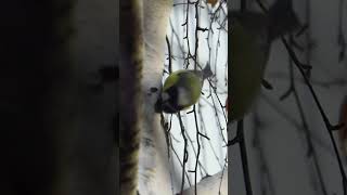 Лазоревка / Eurasian Blue Tit