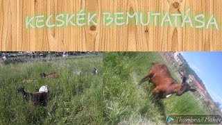 #Kecskék #bemutatása