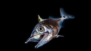 10 best Strange Deep Sea Creatures images