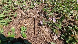 Bees Feeding on Weeds