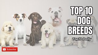 TOP 10 MOST POPULAR DOG BREEDS IN THE WORLD!!