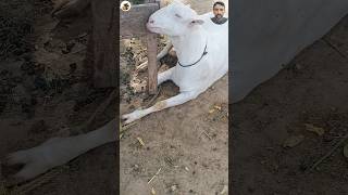 #bakrafight #cowvideos #goat #cuteanimal #cutegoat #babygoats #animalshorts #babyanimal #animalhobby