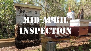 Mid-April Inspection | #colesfarmnc #jacksonvillenc #beekeeping