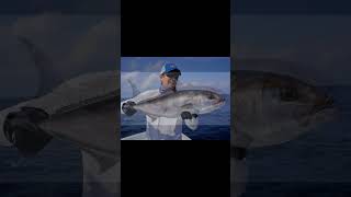 The Impressive Amberjack Fish