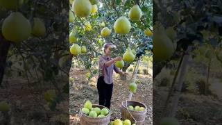 Fresh china fruit harvested from farm #shorts