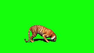 Tiger green screen video (1080)p resolution