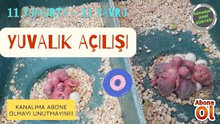 Tüm Yuvalıkları Açtım | 11 Yavru - 11 Yumurta