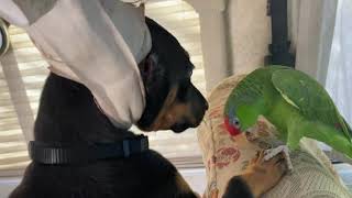 Doberman pup refuses Pedicure from parrot