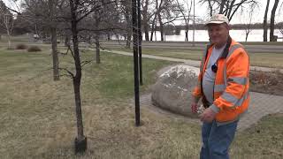 Plant Health Care: Trees and Shelterbelts (Episode 3: Deciduous Trees)