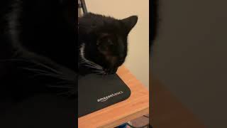 My dumbass cat licks my mousepad for 53 seconds